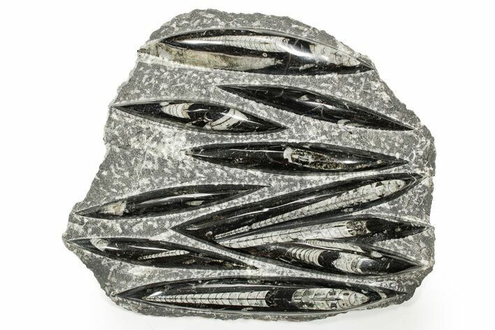 Polished Fossil Orthoceras (Cephalopod) Plate - Morocco #359672